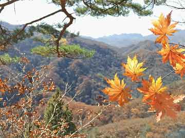 澳門四肖八碼期鳳凰網(wǎng)：鳳凰網(wǎng)的用戶互動如何提升博彩體驗