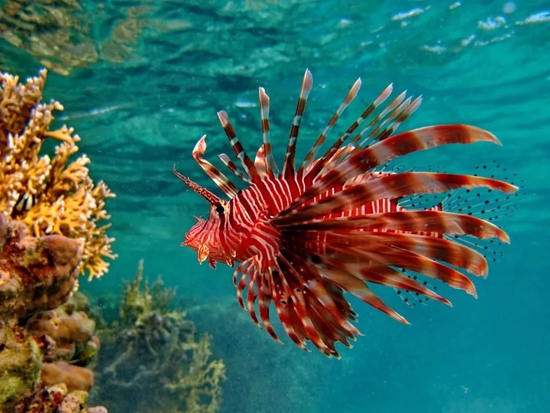 揭秘獅子魚繁衍生息新篇章，最新動態(tài)與成長軌跡（11月4日更新）