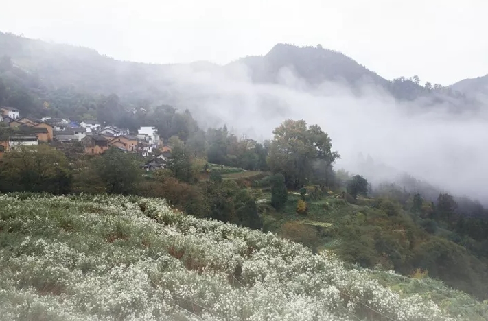 揭秘黃山秋韻，十一月七日最新風(fēng)景圖片欣賞