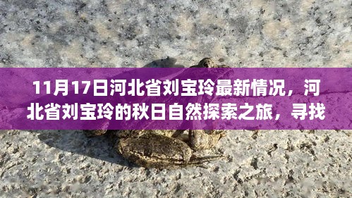 河北省劉寶玲秋日自然探索之旅，尋找內(nèi)心的寧靜與喜悅最新進展（11月17日）