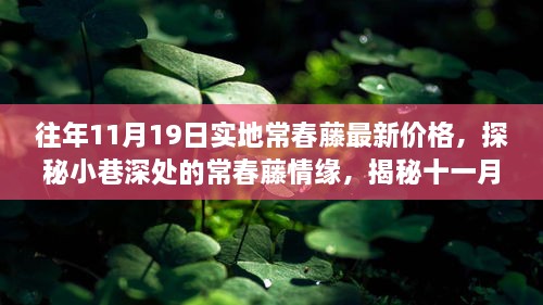 探秘常春藤情緣，十一月十九日實(shí)地最新價(jià)格揭秘