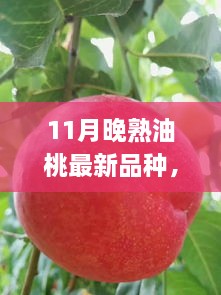 11月晚熟油桃新品種亮相，甘甜獨特品嘗正當季