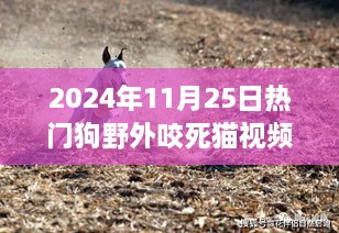 熱門狗野外咬死貓事件深度解析，特性、體驗(yàn)、競(jìng)品對(duì)比及用戶洞察分析