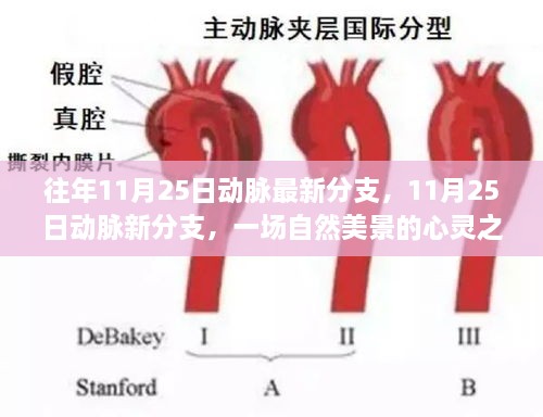 往年11月25日動(dòng)脈最新分支，11月25日動(dòng)脈新分支，一場(chǎng)自然美景的心靈之旅