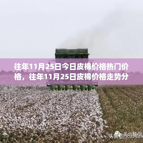 往年11月25日皮棉價格深度解析，走勢分析、觀點闡述與熱門價格解讀