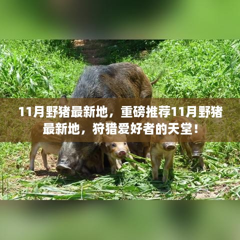 11月野豬最新狩獵地推薦，狩獵愛好者的天堂！