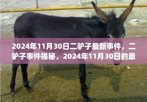 二驢子事件揭秘，最新篇章揭曉于2024年11月30日