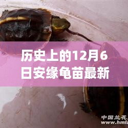 探尋自然美景的心靈之旅，歷史上的安緣龜苗最新報(bào)價(jià)揭曉在12月6日