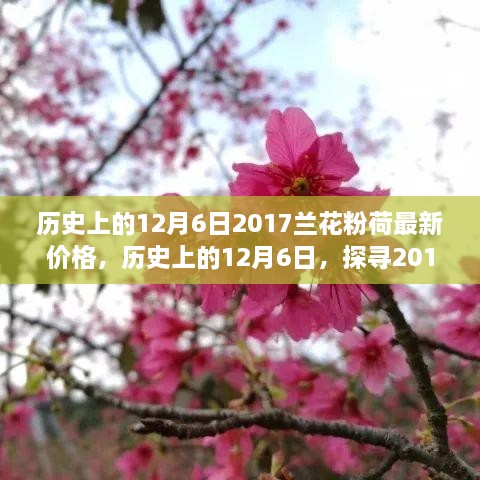 歷史上的12月6日，探尋2017蘭花粉荷最新價格與市場影響