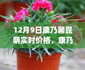 昆明康乃馨實(shí)時(shí)價(jià)格與市場波動(dòng)分析，多元觀點(diǎn)探討（12月9日）