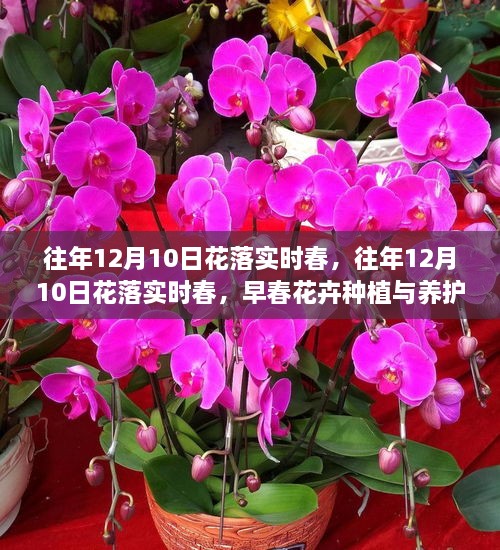 早春花卉種植與養(yǎng)護(hù)全攻略，12月10日花落實(shí)時(shí)春的種植與養(yǎng)護(hù)指南