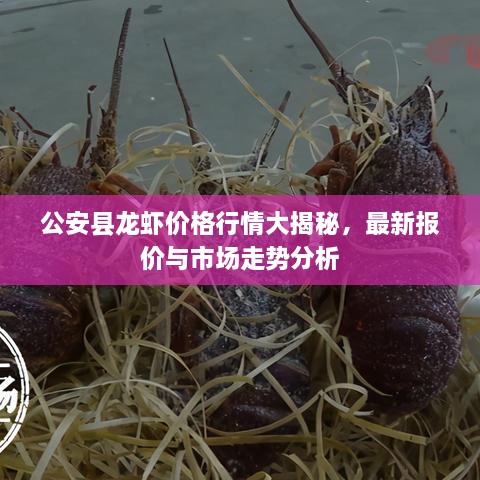 公安縣龍蝦價格行情大揭秘，最新報價與市場走勢分析