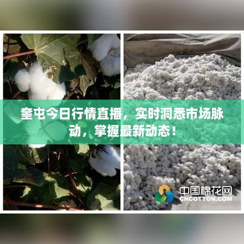 奎屯今日行情直播，實時洞悉市場脈動，掌握最新動態(tài)！