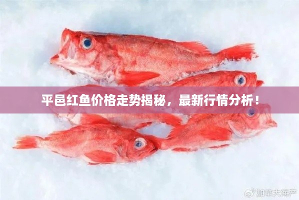 平邑紅魚價(jià)格走勢(shì)揭秘，最新行情分析！