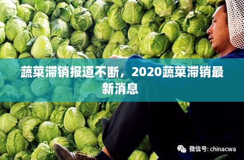 蔬菜滯銷報道不斷，2020蔬菜滯銷最新消息 