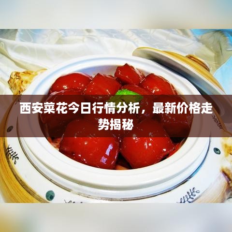 西安菜花今日行情分析，最新價(jià)格走勢揭秘