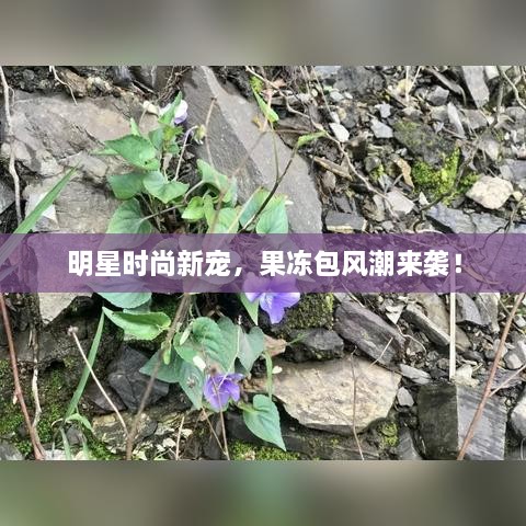 明星時(shí)尚新寵，果凍包風(fēng)潮來襲！