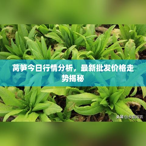 萵筍今日行情分析，最新批發(fā)價格走勢揭秘