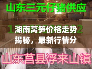 湖南萵筍價格走勢揭秘，最新行情分析與市場動態(tài)