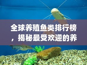 全球養(yǎng)殖魚類排行榜，揭秘最受歡迎的養(yǎng)殖魚類種類！