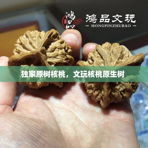 獨家原樹核桃，文玩核桃原生樹 