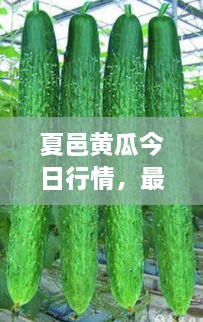 夏邑黃瓜今日行情，最新價(jià)格一網(wǎng)打盡