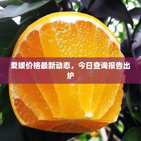 愛媛價(jià)格最新動(dòng)態(tài)，今日查詢報(bào)告出爐