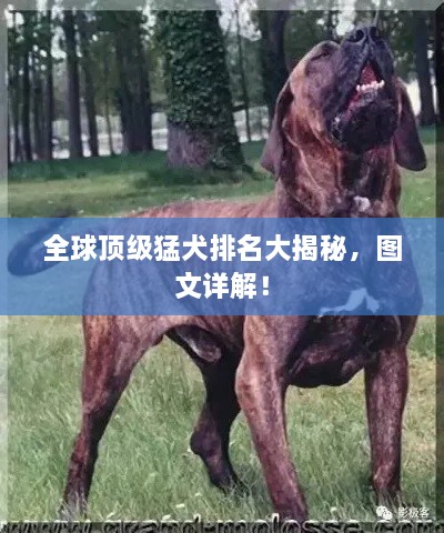 全球頂級猛犬排名大揭秘，圖文詳解！