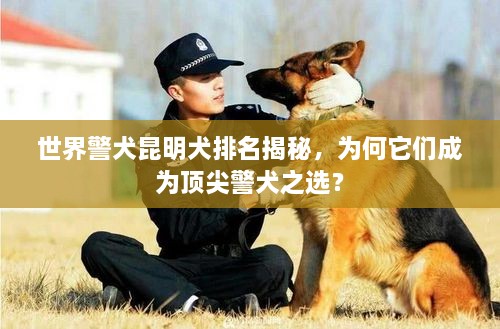 世界警犬昆明犬排名揭秘，為何它們成為頂尖警犬之選？