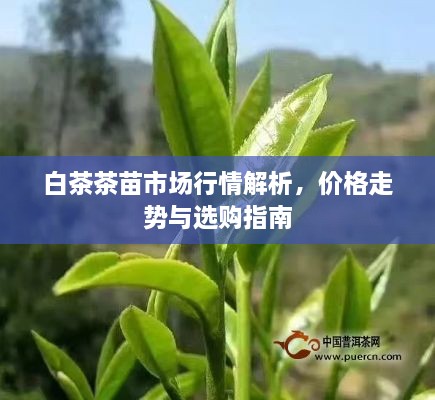 白茶茶苗市場行情解析，價格走勢與選購指南