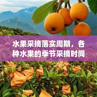 水果采摘落實周期，各種水果的季節(jié)采摘時間書 