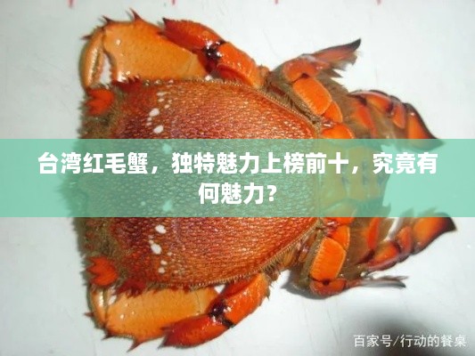 臺(tái)灣紅毛蟹，獨(dú)特魅力上榜前十，究竟有何魅力？