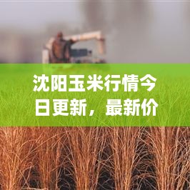 沈陽玉米行情今日更新，最新價格走勢分析