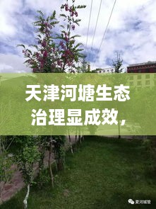 天津河塘生態(tài)治理顯成效，城市面貌煥然一新