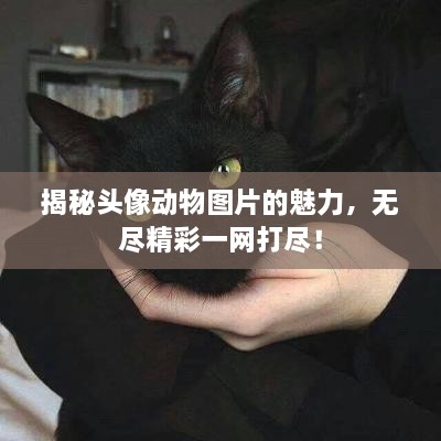 揭秘頭像動物圖片的魅力，無盡精彩一網(wǎng)打盡！