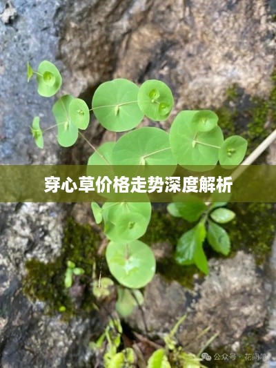 穿心草價(jià)格走勢深度解析