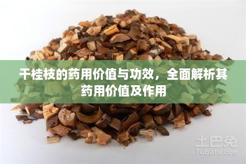 干桂枝的藥用價(jià)值與功效，全面解析其藥用價(jià)值及作用