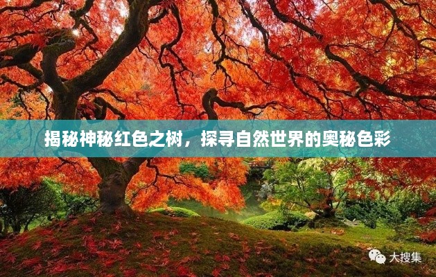 揭秘神秘紅色之樹(shù)，探尋自然世界的奧秘色彩