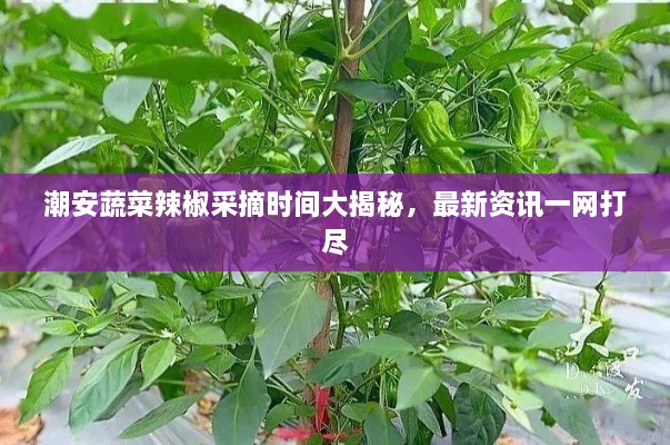 潮安蔬菜辣椒采摘時間大揭秘，最新資訊一網(wǎng)打盡