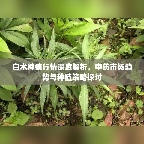 白術(shù)種植行情深度解析，中藥市場(chǎng)趨勢(shì)與種植策略探討