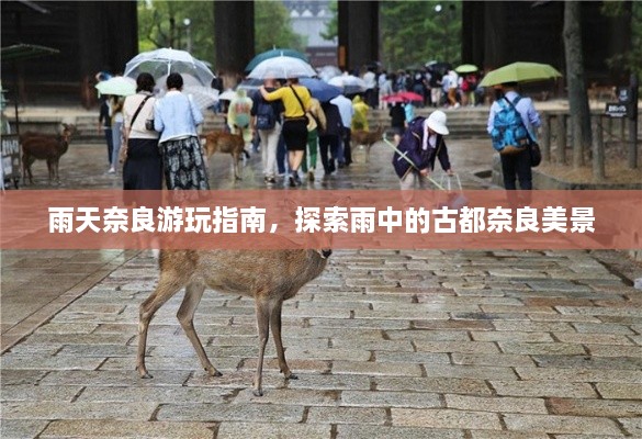 雨天奈良游玩指南，探索雨中的古都奈良美景