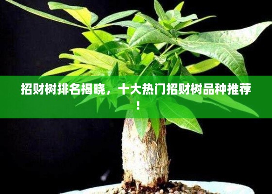 招財(cái)樹排名揭曉，十大熱門招財(cái)樹品種推薦！